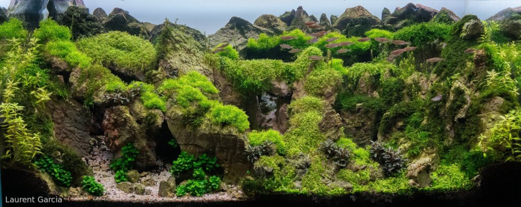 Le royaume de Jade - Aqua Plants Hub