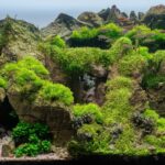 Le royaume de Jade - Aqua Plants Hub
