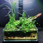 Little green - Aqua Plants Hub