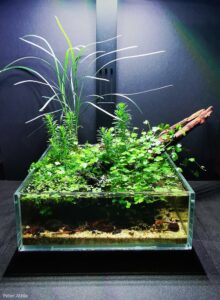 Little green - Aqua Plants Hub