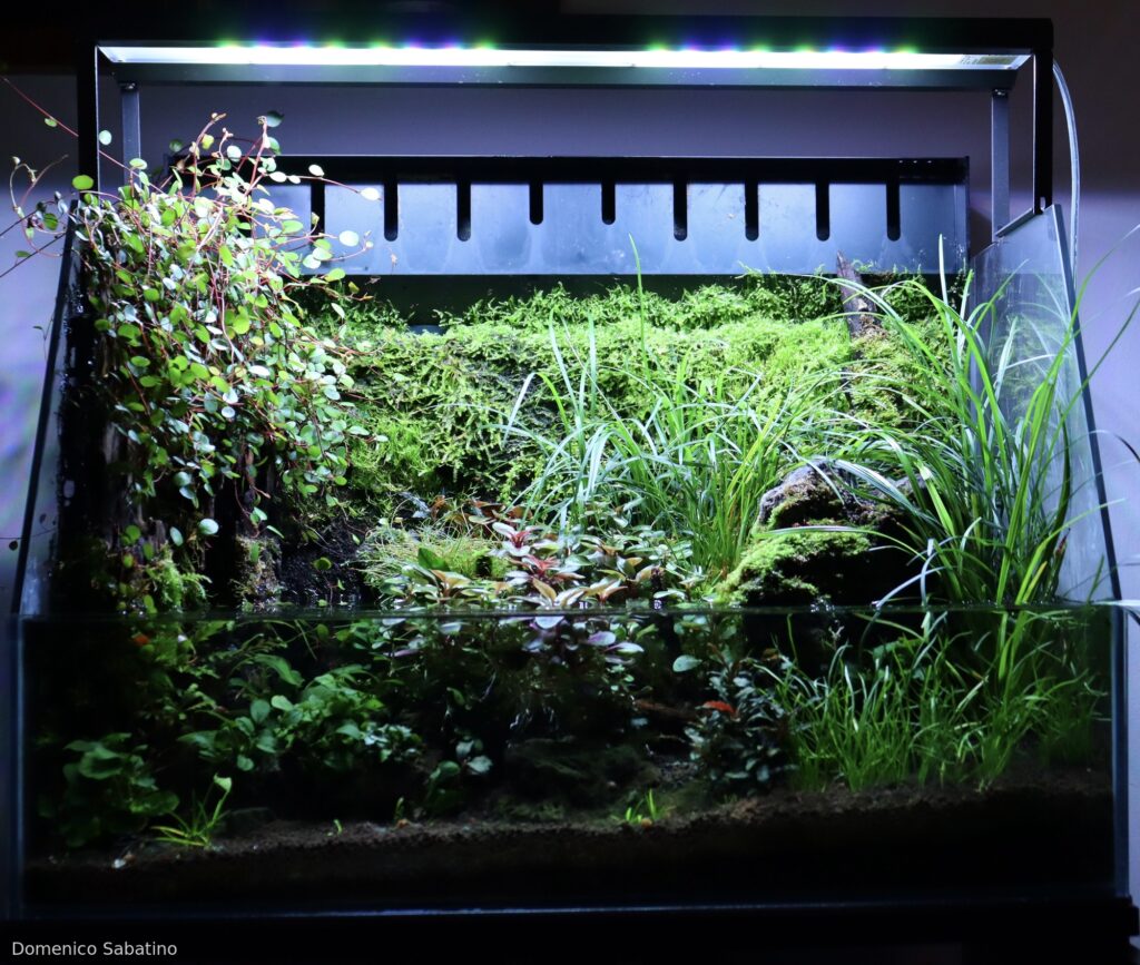 Lobelia trees - Aqua Plants Hub