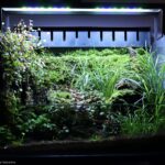 Lobelia trees - Aqua Plants Hub