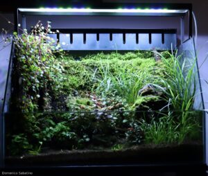 Lobelia trees - Aqua Plants Hub