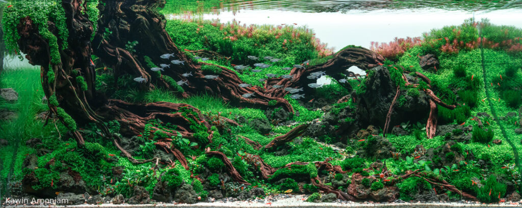 Longevity - Aqua Plants Hub