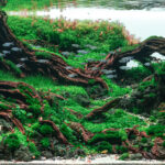 Longevity - Aqua Plants Hub