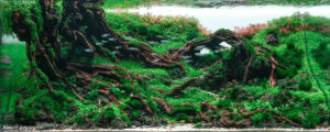 Longevity - Aqua Plants Hub