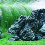 Love at First Sight - Aqua Plants Hub