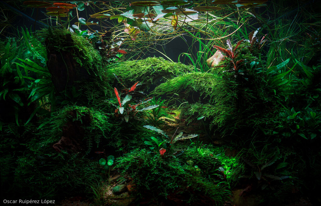 Lucerna - Aqua Plants Hub