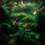 Lucerna - Aqua Plants Hub
