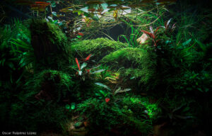 Lucerna - Aqua Plants Hub
