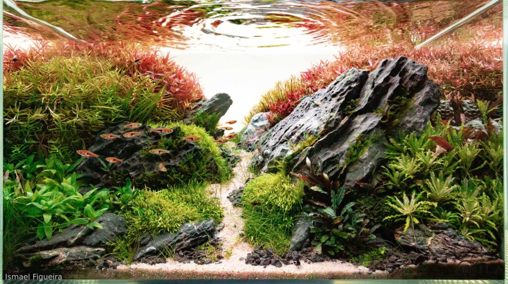 MIDGARD - Aqua Plants Hub