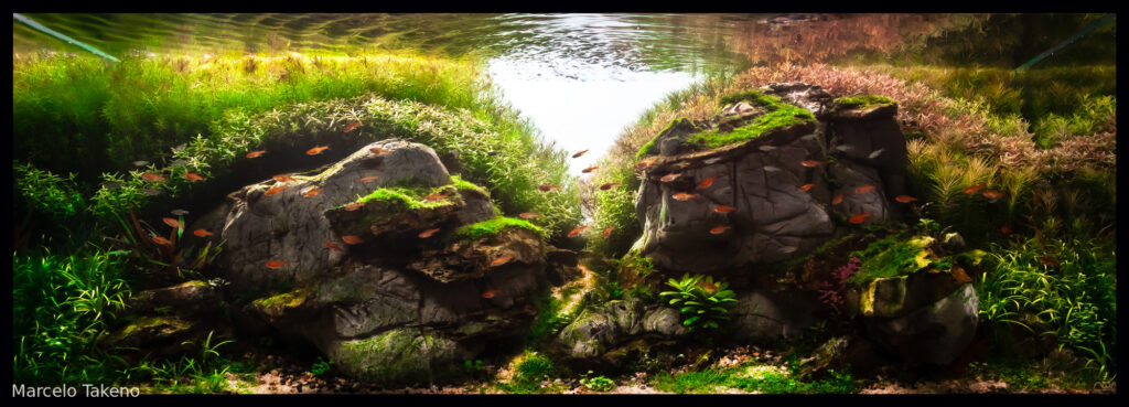 Made of Stone - Aqua Plants Hub