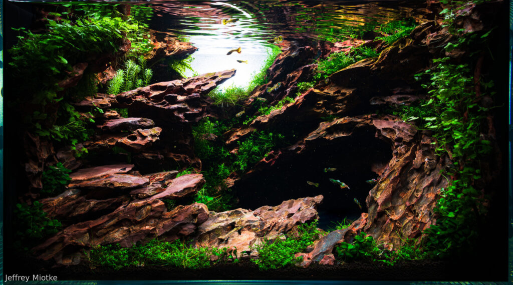 Maelstrom - Aqua Plants Hub