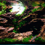 Maelstrom - Aqua Plants Hub