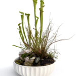 Maryland - Aqua Plants Hub