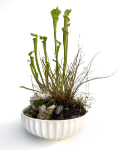 Maryland - Aqua Plants Hub