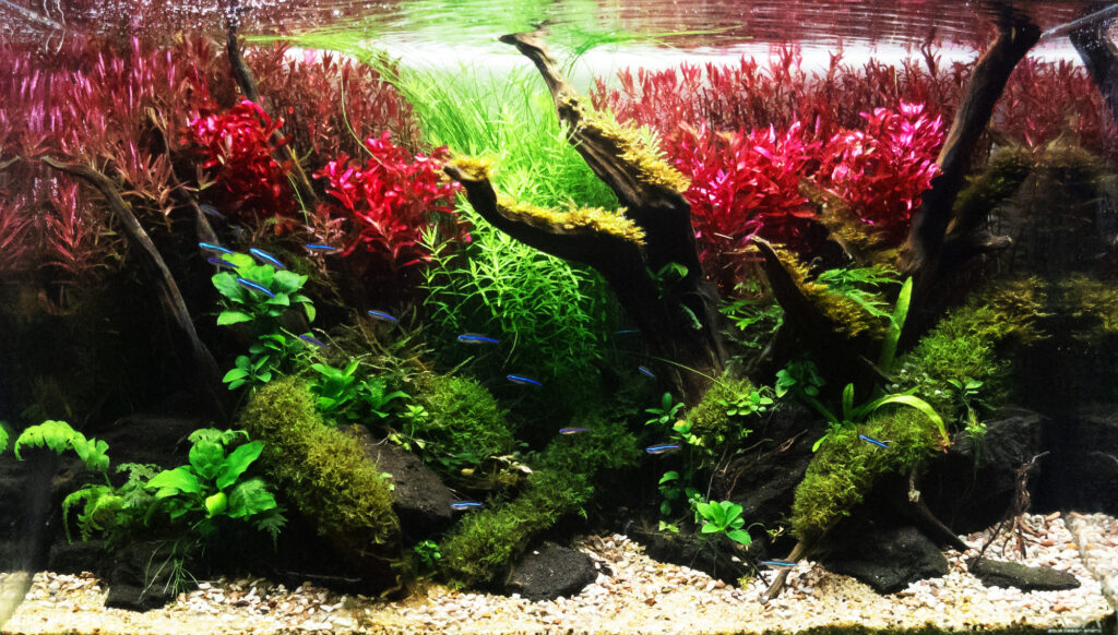 Melody - Aqua Plants Hub