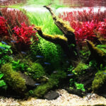 Melody - Aqua Plants Hub
