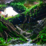 Meraki - Aqua Plants Hub