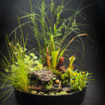 Mérida - Aqua Plants Hub