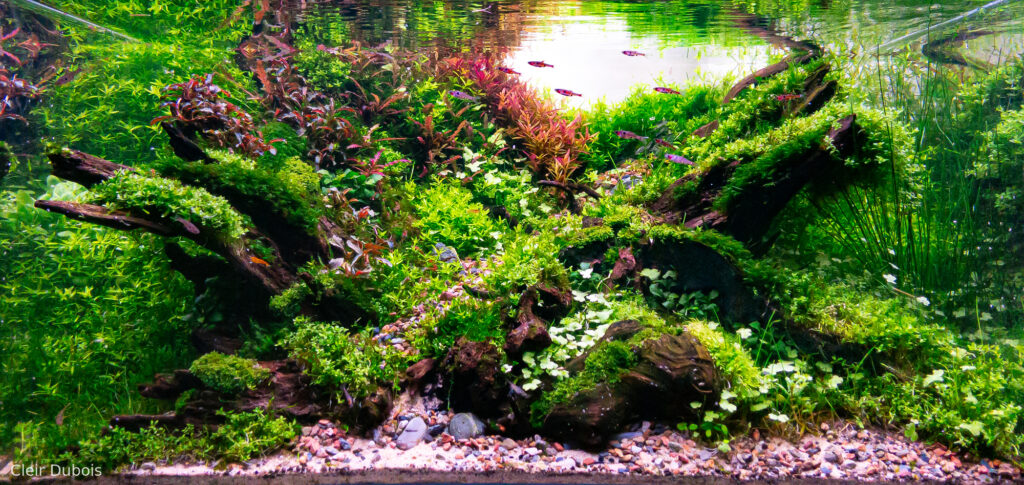 Minho - Aqua Plants Hub