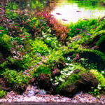 Minho - Aqua Plants Hub
