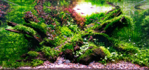 Minho - Aqua Plants Hub
