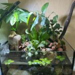 Mini Jungle Sanctuary - Aqua Plants Hub