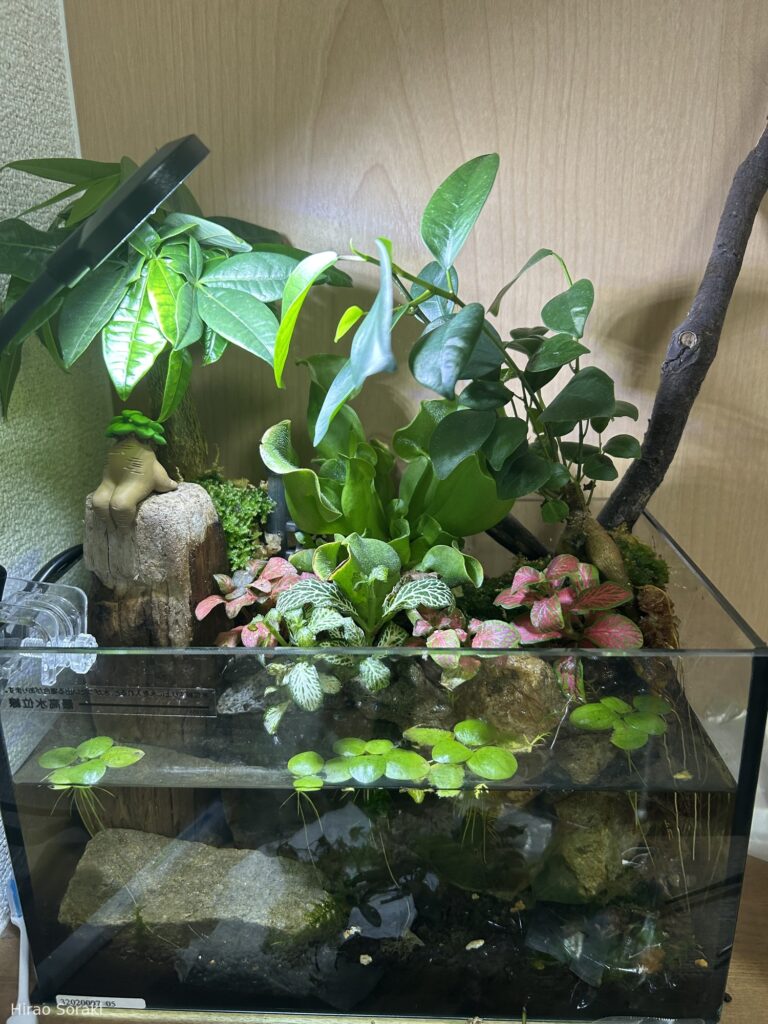 Mini Jungle Sanctuary - Aqua Plants Hub