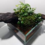 Minion - Aqua Plants Hub