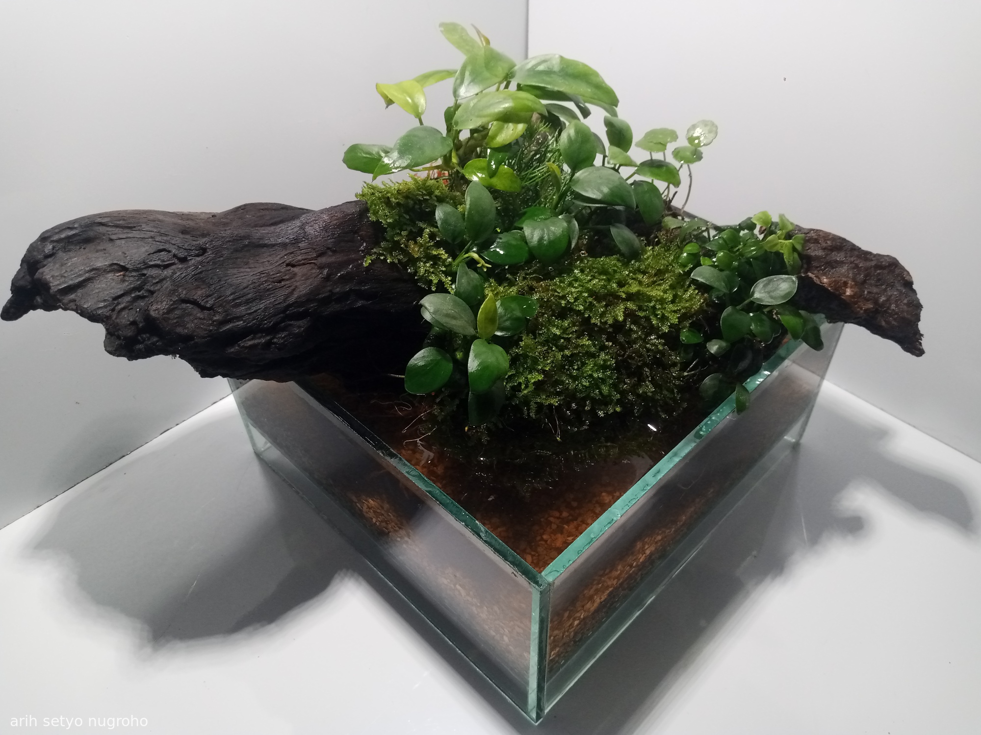 Minion - Aqua Plants Hub