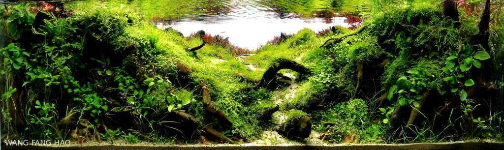 Mirror in the Water - Aqua Plants Hub