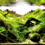 Mirror in the Water - Aqua Plants Hub