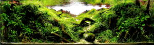 Mirror in the Water - Aqua Plants Hub