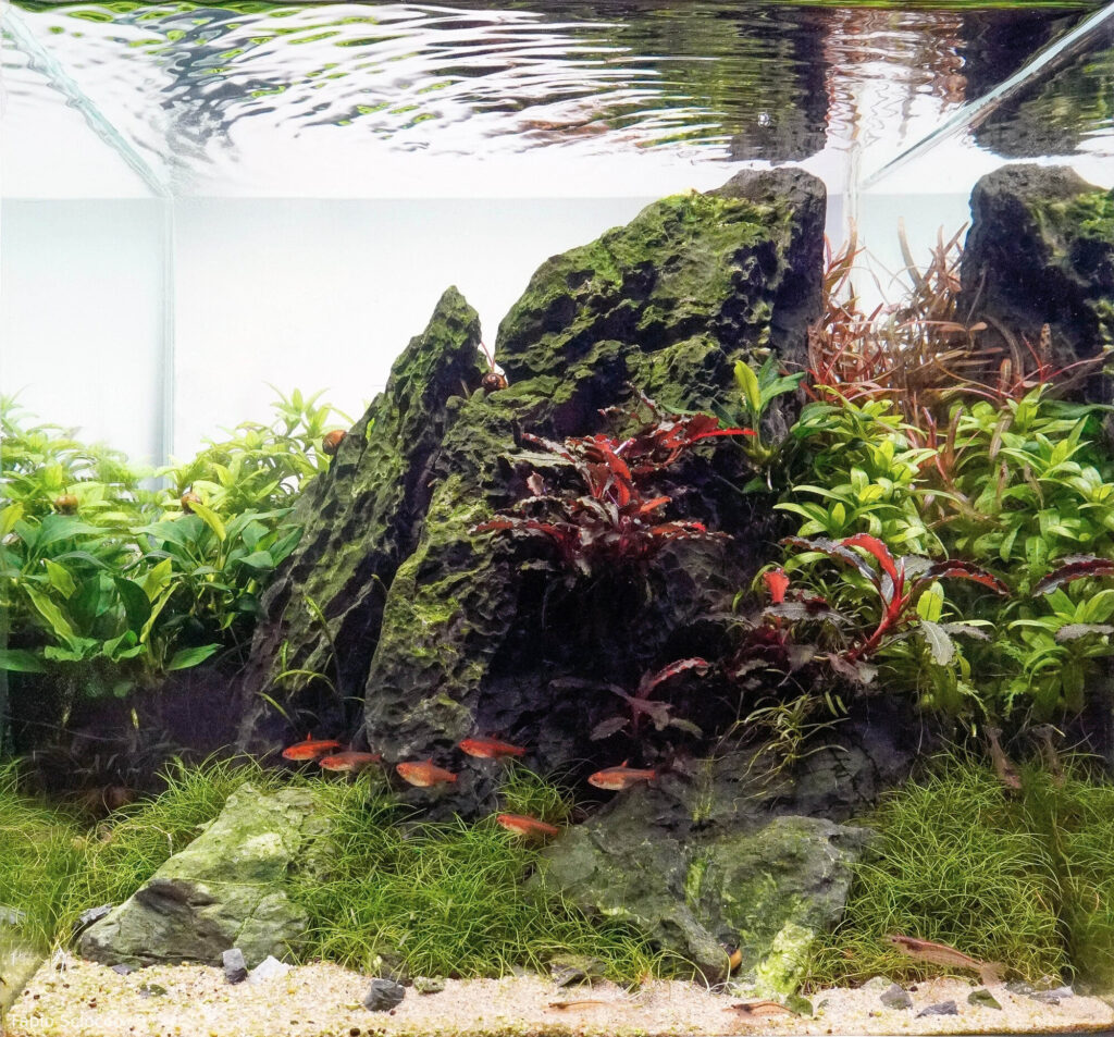 Montagna Spaccata - Aqua Plants Hub