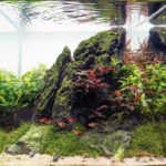 Montagna Spaccata - Aqua Plants Hub