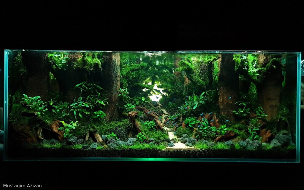 Mossy Forest - Aqua Plants Hub