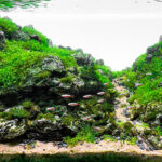 Mountain Depth 2 - Aqua Plants Hub