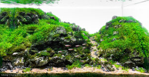 Mountain Depth 2 - Aqua Plants Hub