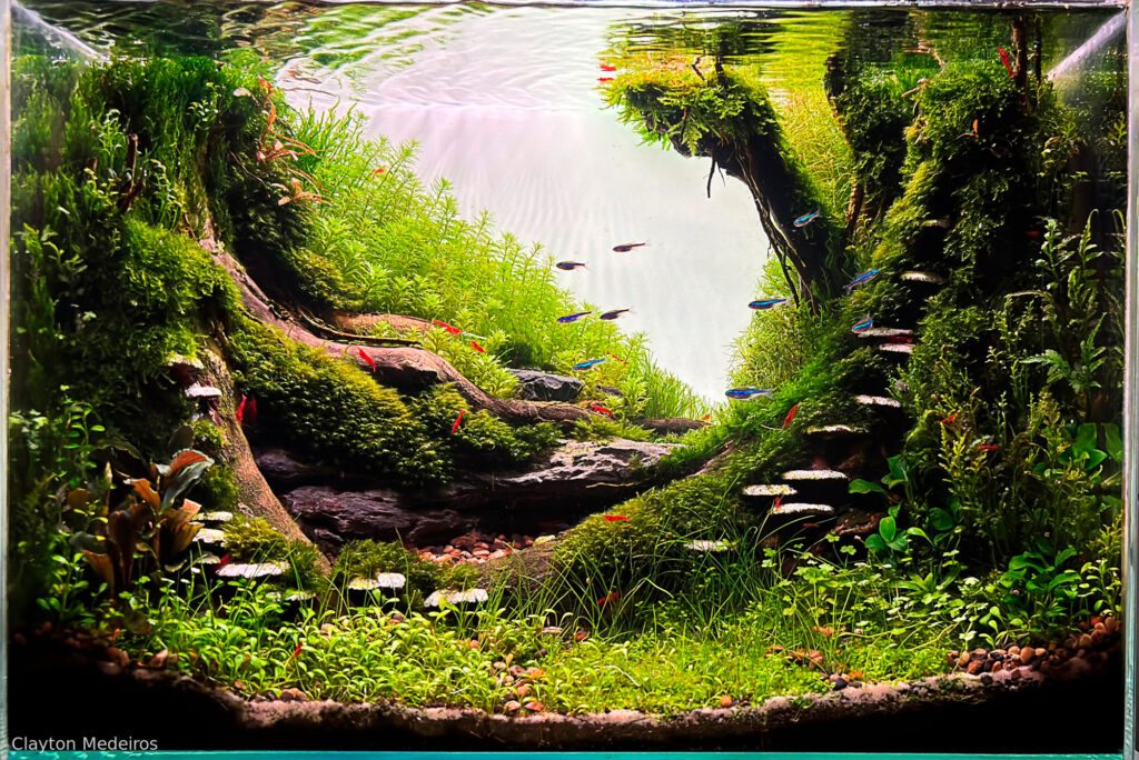 Mushroom - Aqua Plants Hub