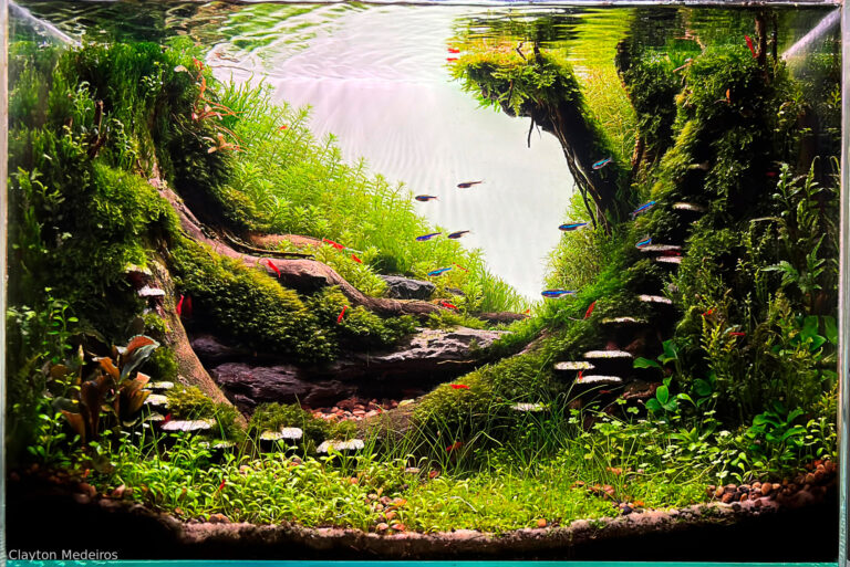 Mushroom