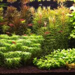 My beautiful nature - Aqua Plants Hub