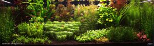 My beautiful nature - Aqua Plants Hub