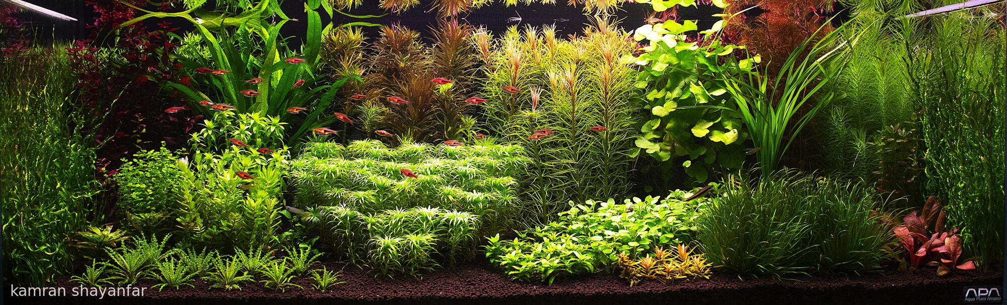 My beautiful nature - Aqua Plants Hub