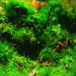 My green - Aqua Plants Hub