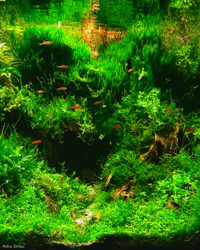 My green - Aqua Plants Hub