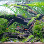 My peace - Aqua Plants Hub