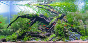 My peace - Aqua Plants Hub