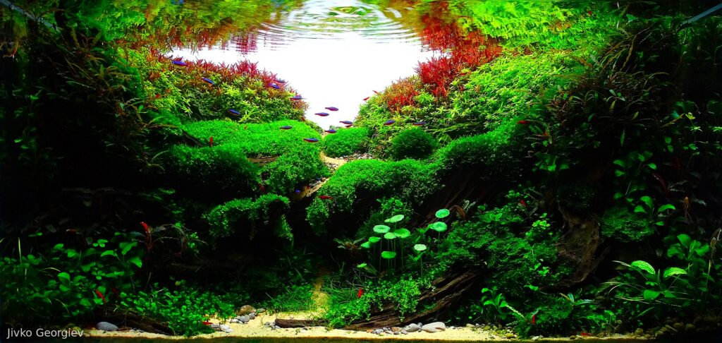 Mysterious Valley - Aqua Plants Hub