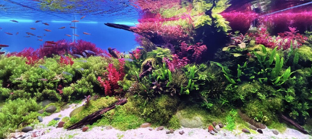 Mysterious corner - Aqua Plants Hub